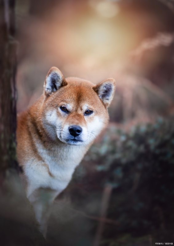 柴犬表情是什么意思？